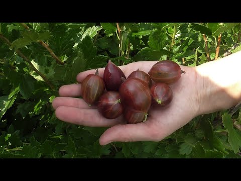 Видео: ЗВЕЗДОЧЕТ, ГАЛАТЕЯ и ОРФЕЙ. Лидеры по размеру и урожайности!  Мимо этого крыжовника не пройти...