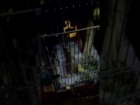 Видео: Тут Птицы – Попугаев Снимаю Я И Нет Возможности Прослушать Видео От 03.01.2025 Г. (4 826)