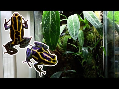 Видео: Как создать виварий для лягушек-дротиков