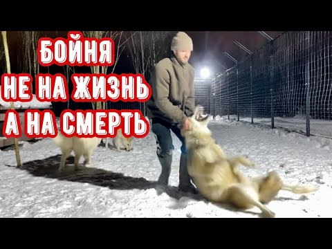 Видео: Один на один с ВОЛКОМ, от первого лица. С каждым разом все тяжелее и опасней.