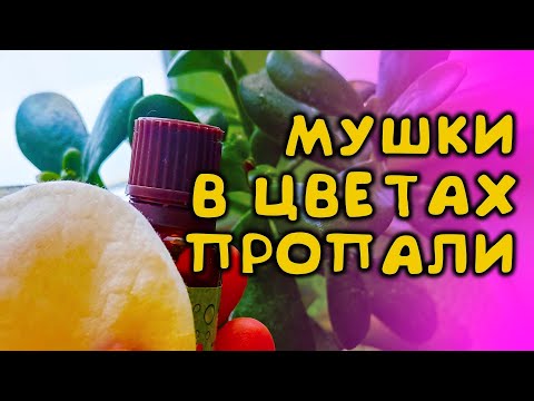 Видео: 3 КАПЛИ НА ВАТНЫЙ ДИСК И МОШЕК, МУШЕК, ПОЧВЕННЫХ КОМАРИКОВ БОЛЬШЕ НЕ БУДЕТ В ДОМАШНИХ ЦВЕТАХ