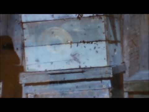 Видео: Вопросы про пчел, ответы, мой взгляд.