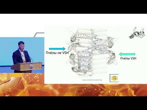 Видео: Разведение пчёл (VSH), устойчивых к Варроа деструктору. АпиГлобал.Уфа. 2025г