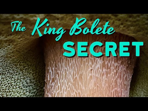 Видео: Как найти больше белых грибов в Северо-Западном регионе Тихого океана: связь между белыми грибами...