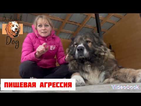 Видео: Пищевая агрессия у кавказской овчарки. Что делать, если собака охраняет миску