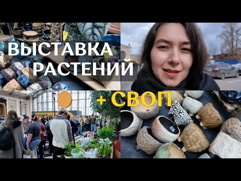 Видео: ОБМЕН комнатными РАСТЕНИЯМИ | маркет РАСТЕНИЙ WOW FEST в Санкт-Петербурге | мои ПОКУПКИ