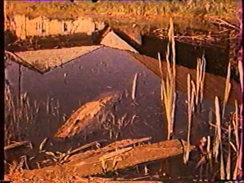 Видео: Через реку (Пермь-телефильм, Гостелерадио СССР, 1984)