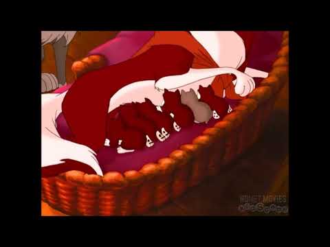 Видео: Балто и Алу "стала взрослая уже"