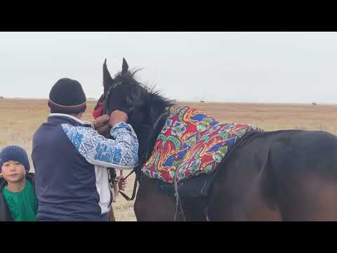 Видео: Бәйге 01.10.2022 БҚО Жымпиты