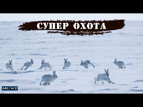 Видео: ШИКАРНОЕ ЗАКРЫТИЕ сезона Такой охоты вы ещё не видели! Охота на зайца. охота с лайкой, #MixEreke