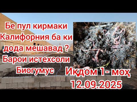 Видео: Бе пул:  Кирмаки Калифорния  ба Камбизоатхо ятимон инвалидхо Такдим карда мешавад 
