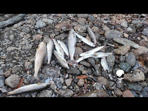 Видео: Хариус на  р. Чехан