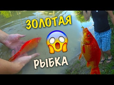 Видео: НЕ ОЖИДАЛ ВЫТАЩИТЬ ЭТО😱СЛОВИЛИ ЗОЛОТУЮ РЫБКУ В ОЗЕРЕ🐠