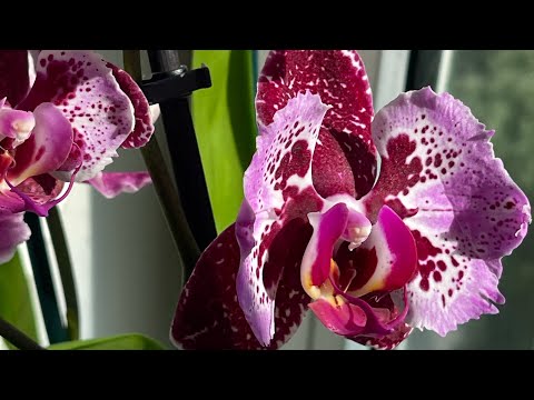 Видео: Орхидейный влог. Цветоносы. 🧡☀️