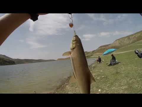 Видео: Где...?!! Рыба Азата. Рыбалка в Армении.