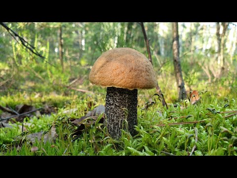 Видео: Польские белые грибы и подосиновики в бору ! Грибы в августе ! Грибы 2019 !