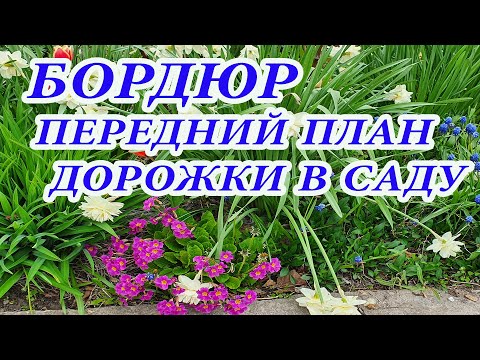 Видео: БОРДЮРЫ И ПЕРЕДНИЙ ПЛАН ЦВЕТНИКА.Выбор неприхотливых растений.Мой опыт и ответы на вопросы.