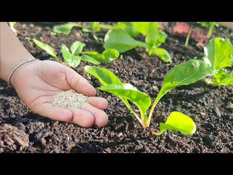 Видео: Что сеять и сажать в ноябре – защита и способы выращивания растений зимой