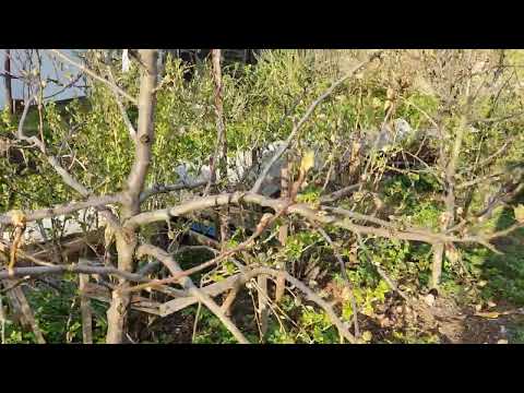 Видео: Какие груши стоит посадить в Ленинградской области.