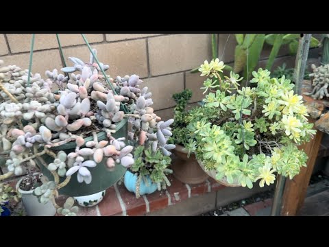 Видео: 21 красивый свисающий и плетущийся суккулент для осени