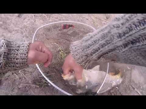 Видео: ПОПАЛИ НА КАРПОВОЕ ЭЛЬДОРАДО! (VIP) РЫБАЛКА В КОКИНО (НОВЫЙ ВОДОЕМ) ЧАСТЬ ПЕРВАЯ!