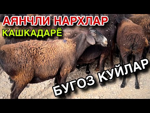 Видео: 120 БОШ БУГОЗ КУЙЛАР! КАШКАДАРЁ ГУЗОР БУГОЗ КУЙЛАРИ КЕЛДИ! 