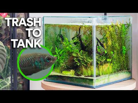 Видео: Создание экосистемы без фильтров для редкой петушки из обрезков (6-месячное путешествие)