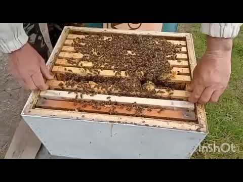 Видео: Росширяем даданы