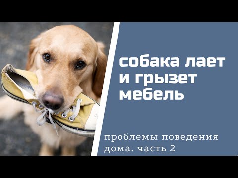 Видео: Собака воет, лает дома, грызет мебель. Как отучить собаку лаять и грызть мебель?