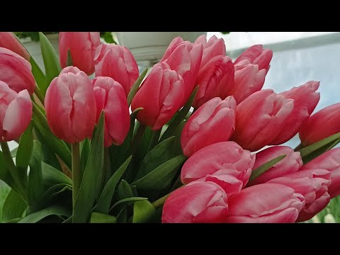 Видео: Обзор теплицы с тюльпанами на 23 февраля 2025