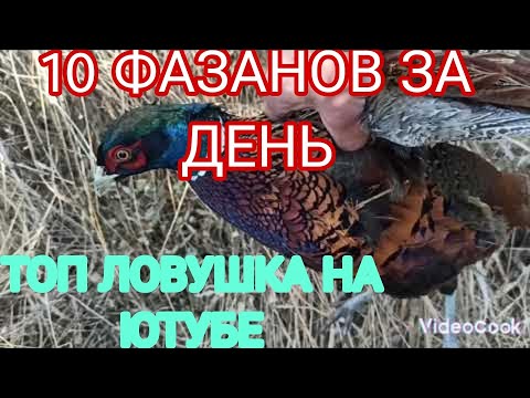 Видео: ЛУЧШАЯ НА ЮТУБЕ ЛОВУШКА НА ФАЗАНА. САМАЯ ТОПОВАЯ ЛОВУШКА НА ПТИЦУ