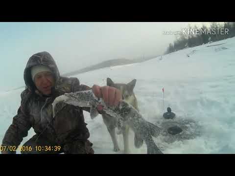 Видео: Рыбалка на Бурейском водохранилище 2019-2020. Открытие сезона.