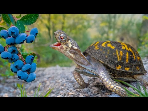 Видео: Сможет ли черепаха Рокалина выжить на улице после 50 лет кошачьего корма на кухонном полу?
