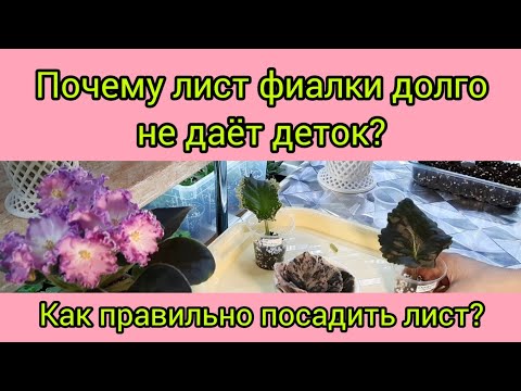 Видео: Почему лист фиалки долго не даёт деток? Как посадить листовой черенок правильно?