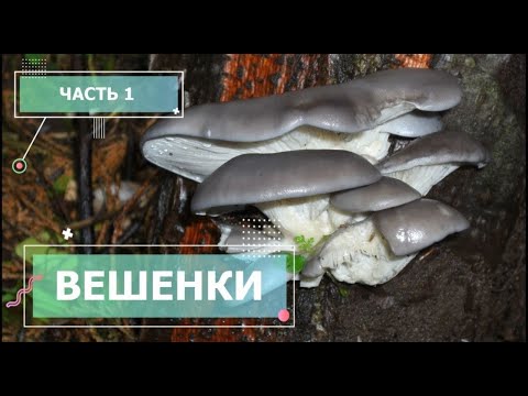 Видео: Выращивание вешенки (Часть 1)
