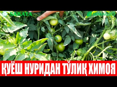 Видео: Сюзана Плюс-Тожикистон тупроқ-иқлим шароитига мос Қўёшдан меваларини тўлиқ химоя қиладиган дурагай