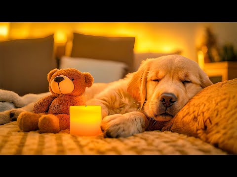 Видео: Музыка для сна собак 🐾 Снижение стресса 🎶 Создайте атмосферу покоя 💕