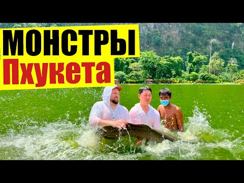Видео: МОНСТРЫ ПХУКЕТА, рыбалка в Тайланде, поймали огромного карпа и злобную Арапайму.