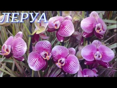 Видео: №653/ ДВА ЛЕРУА МЕРЛЕН в одном обзоре . СУПЕР ОРХИДЕИ !!!