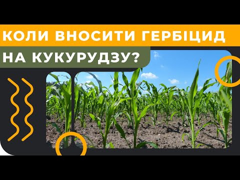 Видео: Коли вносити гербіцид на кукурудзу?