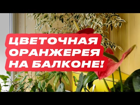 Видео: Живой уголок на балконе I Отзыв заказчика I Азбука окон (Балкон74)