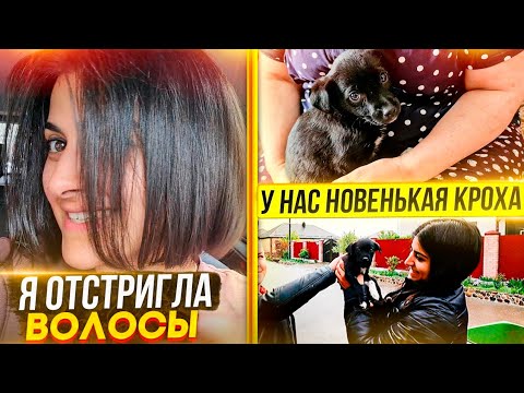 Видео: Дала травы кошкам, они напали. У нас новый подобранный щенок. Я состригла волосы. Выгуливаем ВСЕХ