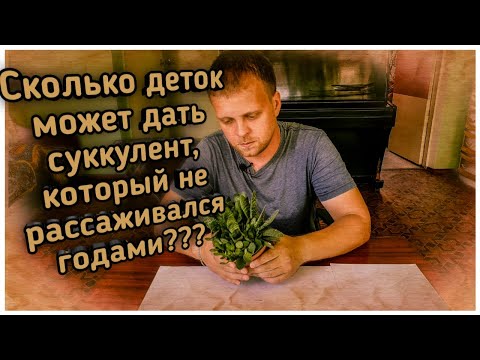 Видео: Рассаживаю гастерию. Сколько деток получилось?