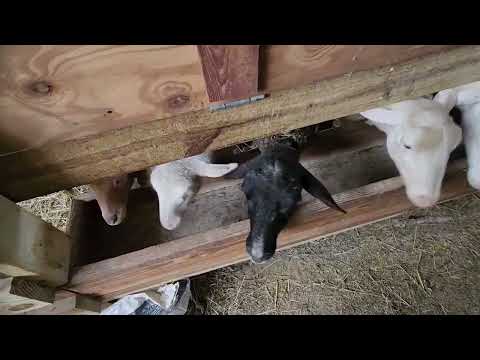 Видео: Дневник фермера