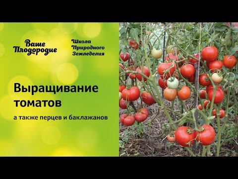 Видео: Выращивание томатов (семинар по природному земледелию)