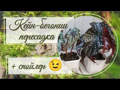 Видео: Пересадка Кейн-бегоний (🌴тростниковых🌴) + спойлер эксперимента🙃