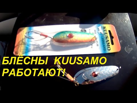Видео: 58 БЛЁСНЫ KUUSAMO -ИСТРЕБИТЕЛИ ЩУК И ОКУНЕЙ!//Russia Volga fishing pike