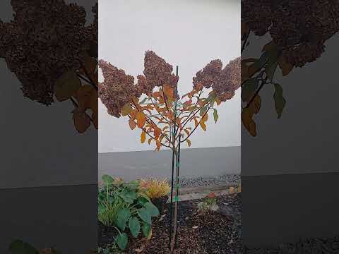 Видео: Гортензии в конце октября