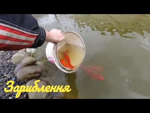 Видео: Зариблення домашнього озера: кої, лин...