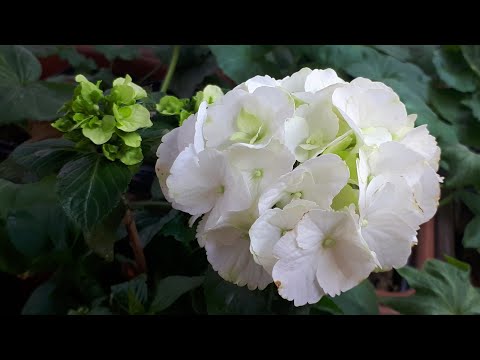 Видео: ГОРТЕНЗИЯ макрофилла. Выгонка цветов. У меня получилось!!!👍